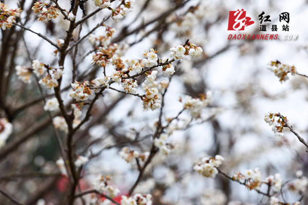 道县:梅花盛开销争春