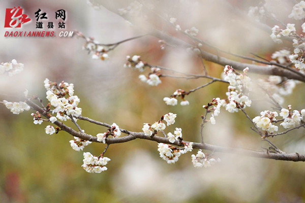 道县:梅花盛开销争春