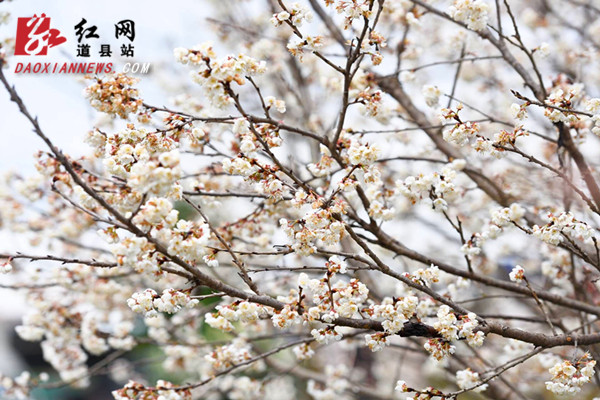 道县:梅花盛开销争春