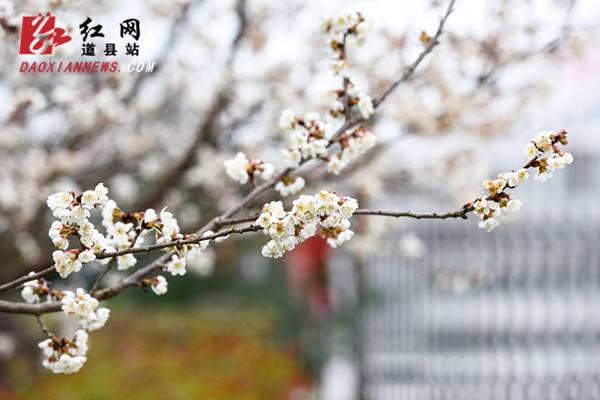 道县:梅花盛开销争春