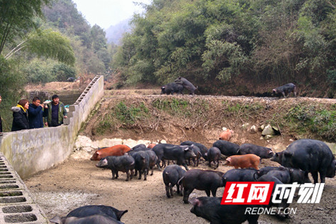杜方波:让“满山游生态黑猪”走出大山