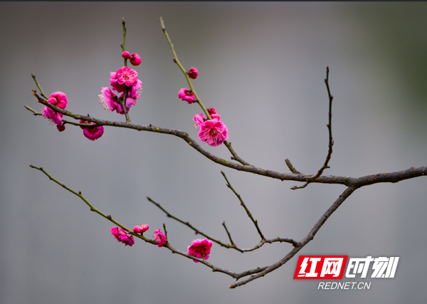 红网时刻3月3日讯（通讯员 王义程）3月1日，邵阳市大祥区西苑公园的梅花正是最佳赏花期。邵阳摄友王义程一组春梅图带大家一睹为快。