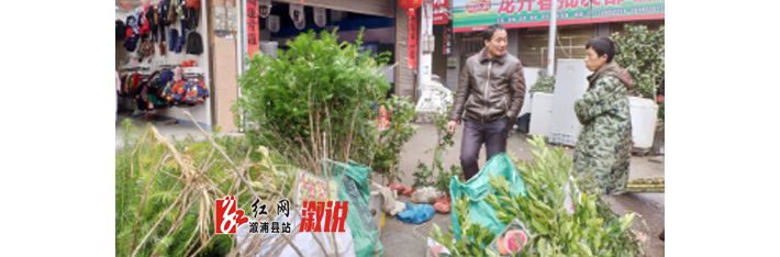 小横垅乡：早春苗木销售旺