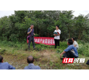古丈：回乡青年种油茶 带领乡亲脱贫困