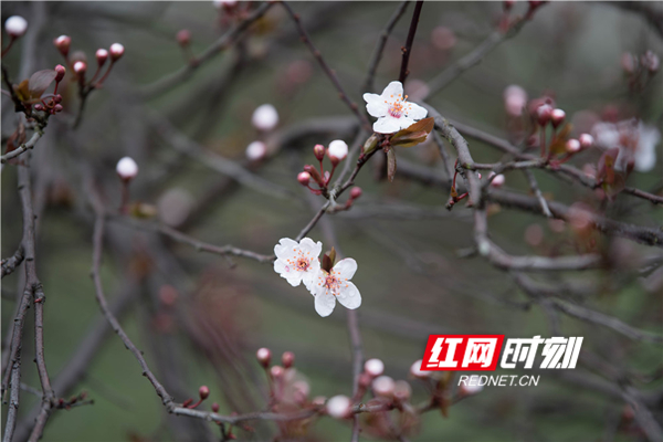 满园春色