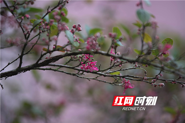 满园春色