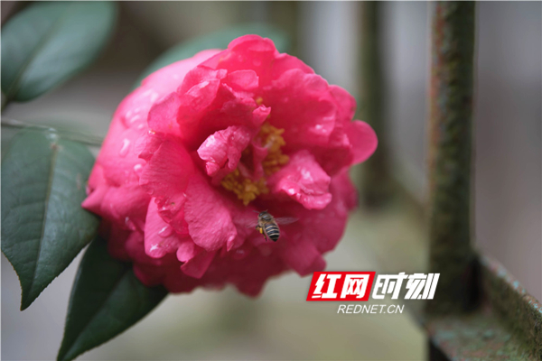 满园春色
