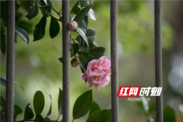 满园春色