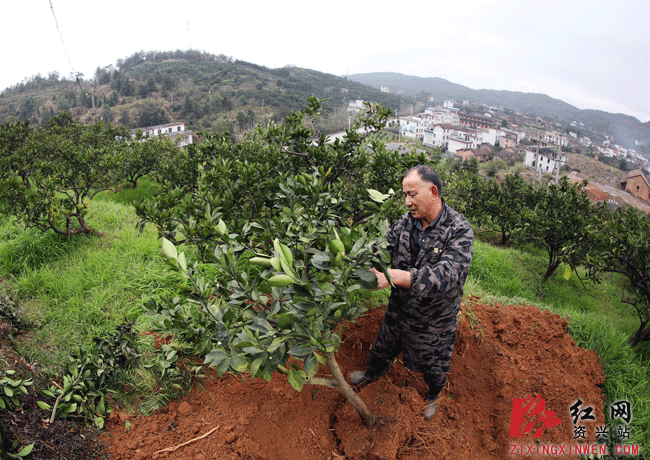 人勤春早:资兴东江库区群众栽种果树忙