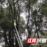 芙蓉·雷锋行动 | 为老人送去“阳光” 园林“雷锋”带上剪刀做起这件小事