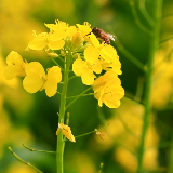 岁时廿四章丨雷惊蛰虫醒 花开莺燕鸣