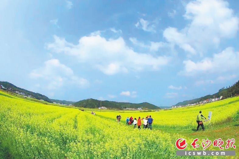 　　长沙县的万亩油菜花即将于3月中旬绽放。长沙县旅游局供图