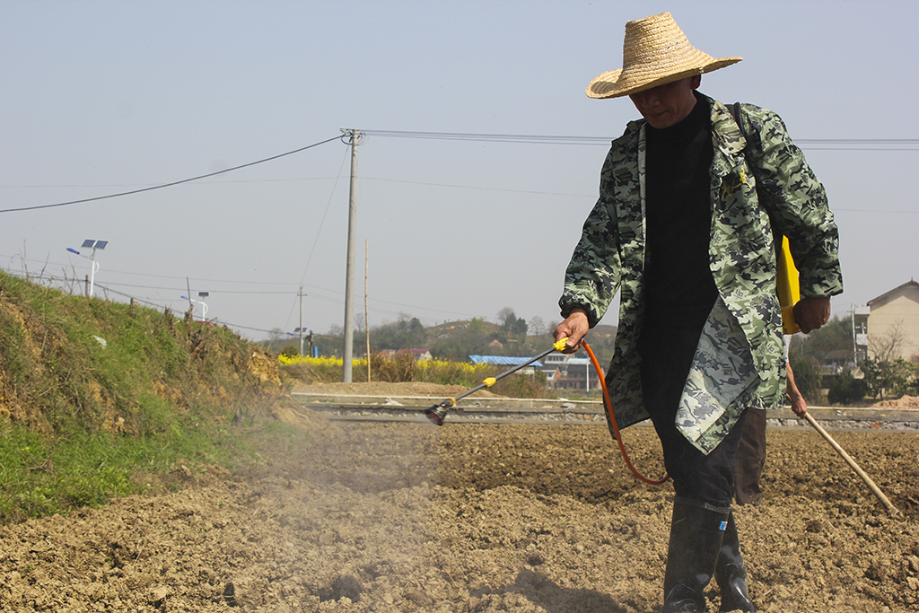 村民在为新翻的土地喷洒农药。