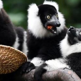 广州：斑狐猴三胞胎正式与游客见面