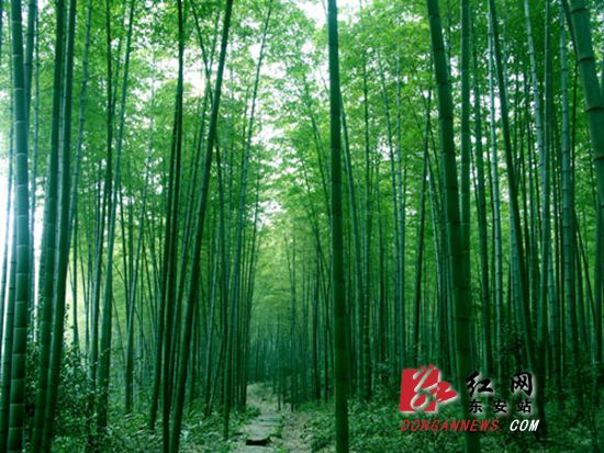 东安：竹产业成为经济发展新引擎