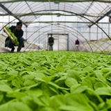 红图|桂阳统一育苗 为农民提效减负