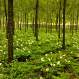 永州成功创建首批5家国家级林下经济示范基地