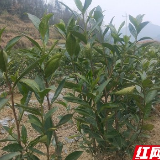 凤凰：春到山寨茶树香