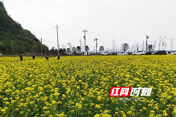 3月10日，久雨初晴，阳光明媚。道县濂溪故里一带千亩油菜花竞相开放，花香醉人，景色迷人，引来众多游客赏花踏青，欢度周末。花丛中留下无数妙曼身姿，田野里回荡无数欢声笑语。