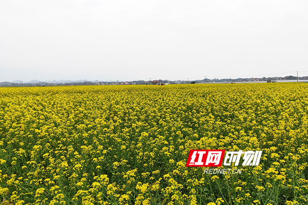 3月10日，久雨初晴，阳光明媚。道县濂溪故里一带千亩油菜花竞相开放，花香醉人，景色迷人，引来众多游客赏花踏青，欢度周末。花丛中留下无数妙曼身姿，田野里回荡无数欢声笑语。