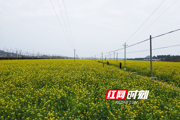 3月10日，久雨初晴，阳光明媚。道县濂溪故里一带千亩油菜花竞相开放，花香醉人，景色迷人，引来众多游客赏花踏青，欢度周末。花丛中留下无数妙曼身姿，田野里回荡无数欢声笑语。