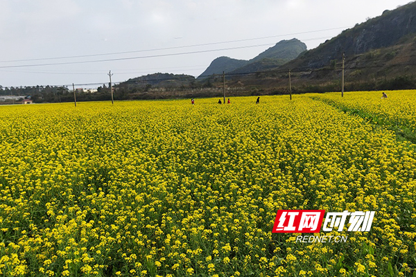 3月10日，久雨初晴，阳光明媚。道县濂溪故里一带千亩油菜花竞相开放，花香醉人，景色迷人，引来众多游客赏花踏青，欢度周末。花丛中留下无数妙曼身姿，田野里回荡无数欢声笑语。