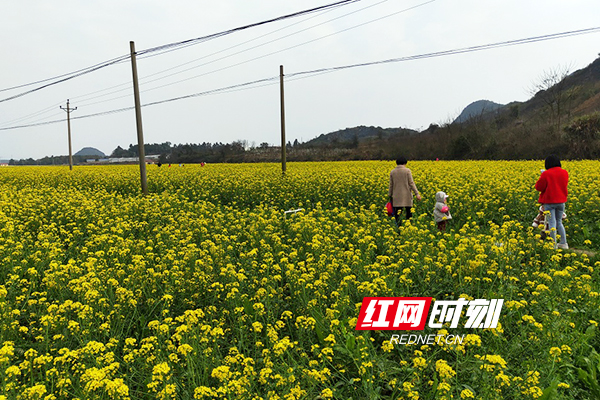 3月10日，久雨初晴，阳光明媚。道县濂溪故里一带千亩油菜花竞相开放，花香醉人，景色迷人，引来众多游客赏花踏青，欢度周末。花丛中留下无数妙曼身姿，田野里回荡无数欢声笑语。