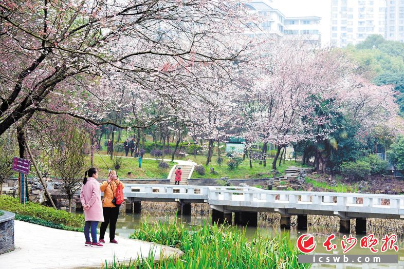 　　近期，望月公园内的早樱正逐渐盛开，春风吹过，花香扑鼻，吸引不少市民、游客驻足。长沙晚报全媒体记者 周柏平 通讯员 钟祎  摄影报道