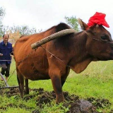 永州丨​二月二，农民赶集备耕忙