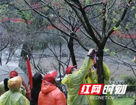 163棵古树被公益认养 岳麓山“我在麓山有棵树”成网红