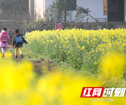 湖南衡阳：油菜花开春意浓