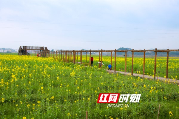 蓝山：油菜花开春意浓