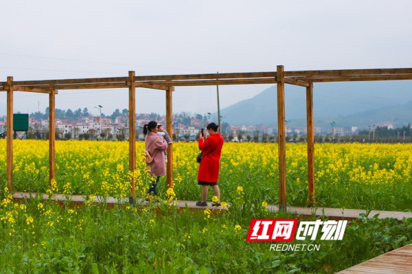 蓝山：油菜花开春意浓