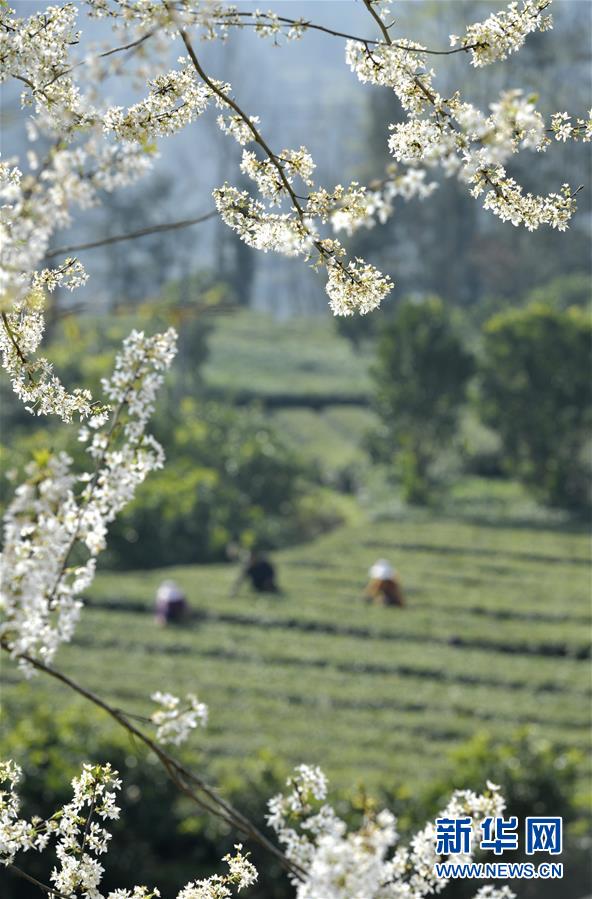 3月11日，湖北省宣恩县万寨乡芷药坪村茶农在采摘春茶。 新华社发（宋文 摄）