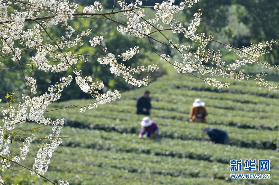 3月11日，湖北省宣恩县万寨乡芷药坪村茶农在采摘春茶。随着天气回暖，湖北省恩施土家族苗族自治州宣恩县境内山花烂漫，茶园吐绿，当地茶农伴着花香在茶园中劳作。新华社发（宋文 摄）