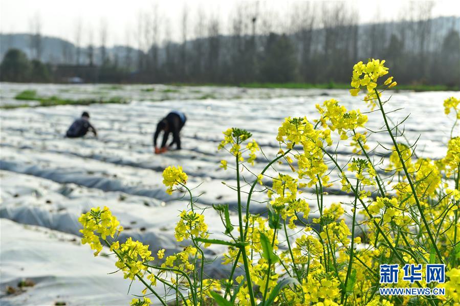 3月11日，农民在湖南省双峰县梓门桥镇低坪村的蔬菜基地里劳作。 新华社发（李建新 摄）