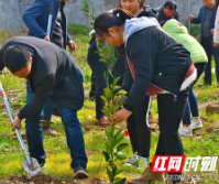 南县：师生齐心 校园添抹新绿意