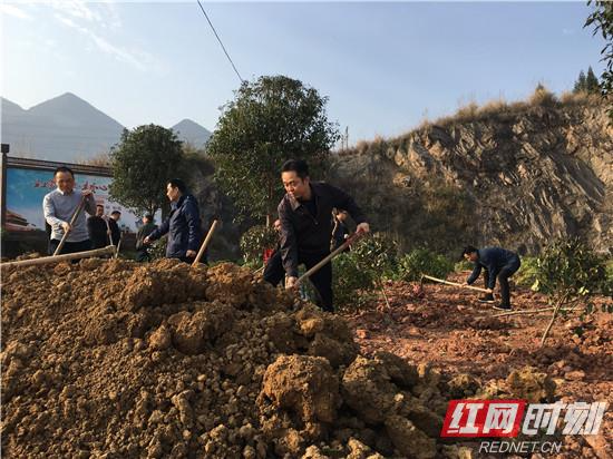 桑植：全县党员干部共植一片新绿 共建美丽家园