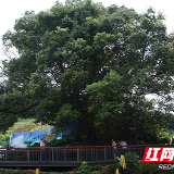雨花区“树界大腕”齐亮相 “树王”今年400岁