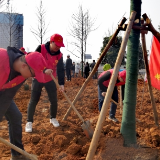 常德桃花源棚改片区开展大型植树节活动