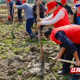 今日撒下一抹绿色 明日还你一座“桃花岛”