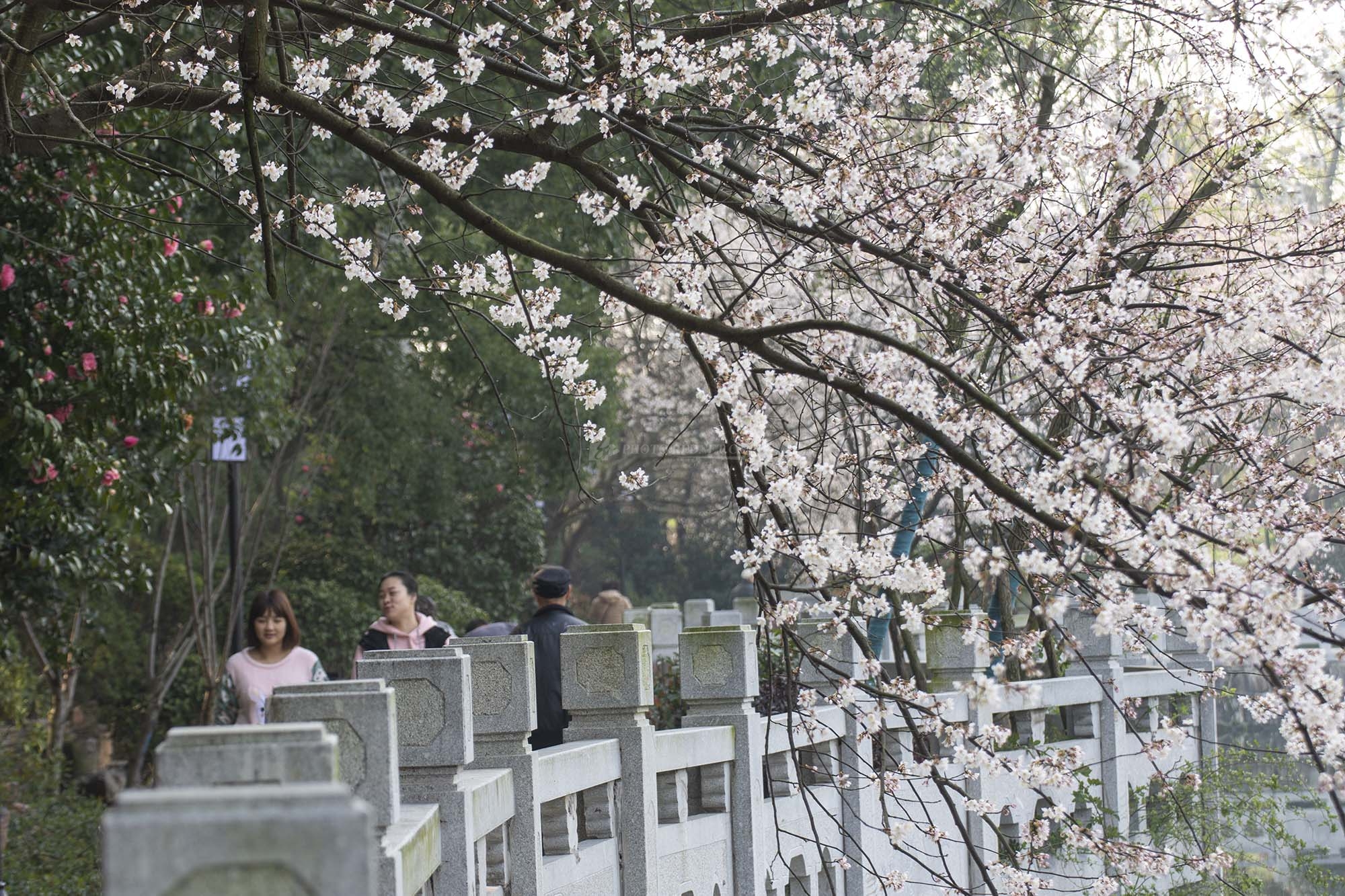 河西望月公园樱花图片