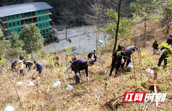 老道湾员工开荒种树