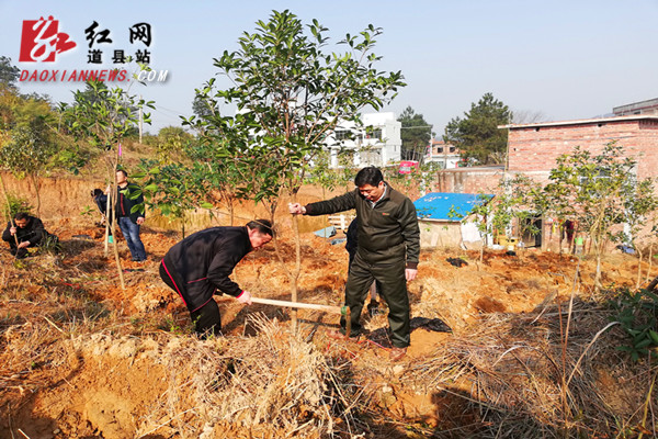 道县开展义务植树活动 全面推进生态建设