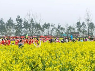 春日里，暖风中① | 海棠与油菜花在同一个镜头下 竞相比美