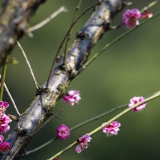 航拍丨怒晴长沙 樱花如雪