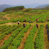 双牌云台山首批春茶开始采摘 受雨水影响生长缓慢产量骤减