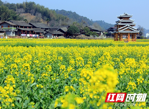 春天有约 绥宁县2019年油菜花节将于3月16日开幕