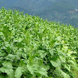 蓝山县推广烤烟“两段育苗” 栽培近7000亩