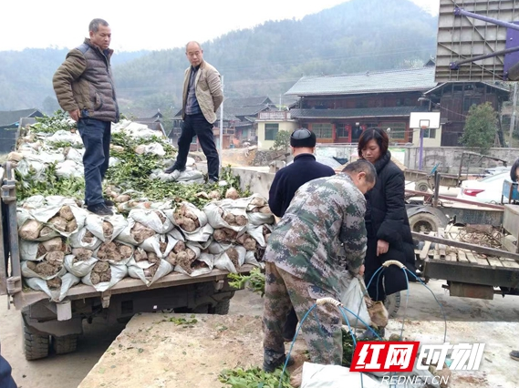 绥宁县长铺子乡：推进“三边”种植致力产业扶贫